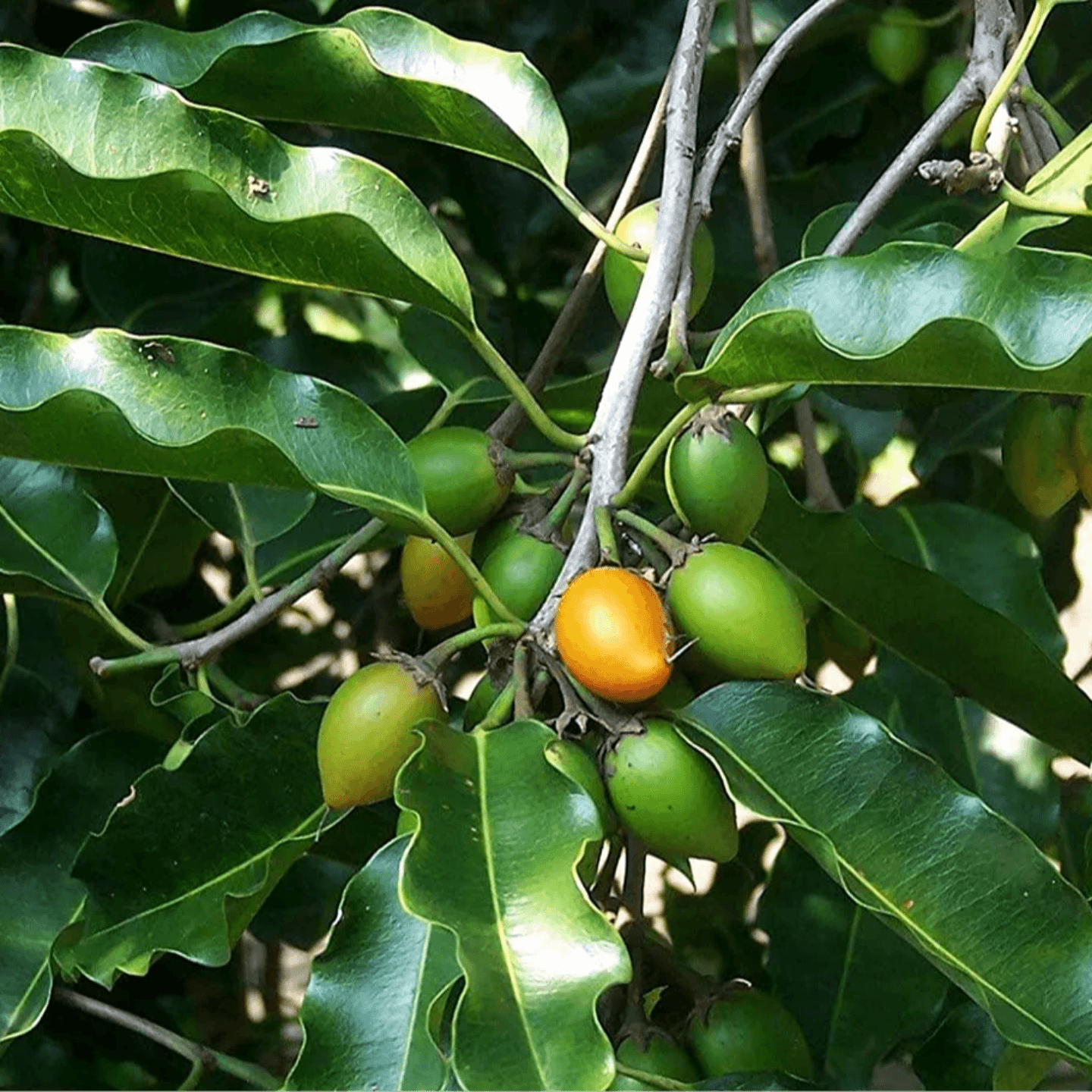 Asian Bullet Wood / Bakul Tree / Spanish Cherry / West India Medlar Spice / Mimusops Elengi Plant